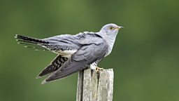 Cuckoo migration 'now more perilous' 布谷鸟迁徙路线更加艰险