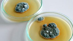 Penicillin: breaking the mould