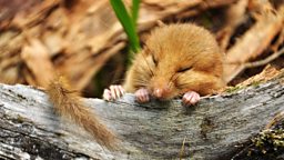 British dormice risk extinction 英国睡鼠面临绝种危机