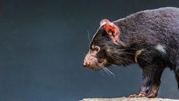 Tasmanian devil milk fights superbugs 袋獾乳汁可对抗“超级细菌”