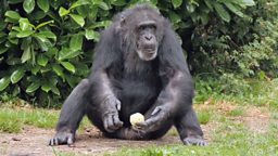 Primates at risk and noodle art 灵长类动物灭绝危险，由方便面制成的艺术品