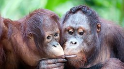 Orangutan squeaks reveal language evolution, says study 科学家称红毛猩猩叫声揭示人类早期语言进化过程