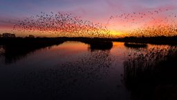 c Radio 4 Dawn Chorus Seven Reasons To Get Up For The Dawn Chorus