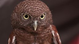 Owls, Toe wrestling 印尼兴起饲养猫头鹰的热潮, 世界掰脚趾大赛