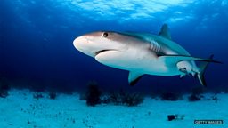 Shark-detecting drones 可探测鲨鱼的无人机