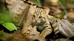 rusty spotted cat cost