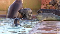Seal pup accommodation crisis 英国海豹幼崽的收容危机