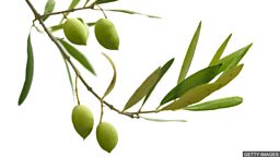 To offer an olive branch 伸出橄榄枝主动和解