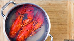 Campaign to stop boiling live lobsters 动物保护人士呼吁停止活煮龙虾