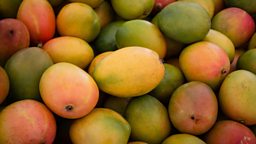 Ten Fun Mango Facts - It's Mango Season! – Ideal Wrap