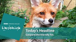Gaspard the friendly fox