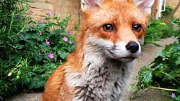 Gaspard the friendly fox 友好的小狐狸 “加斯帕德”