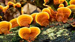 Assessing the world's fungi 对世界真菌生存现状的评估调查