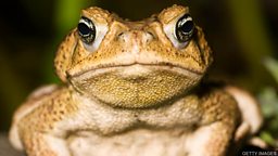 Cane toad DNA breakthrough 'may help  stop' toxic pest DNA 研究突破 “可能帮助防治” 有毒害动物海蟾蜍