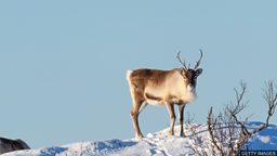 Climate change: Arctic reindeer numbers  crash by half 气候变化：北极驯鹿数量跌半