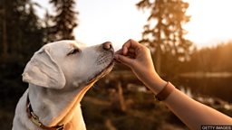 Climate change: Will insect-eating dogs help? 应对气候变化：让宠物狗改吃虫子