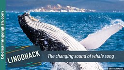 The changing sound of whale song