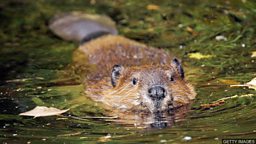 Beavers to become protected species  in Scotland 河狸将成为苏格兰保护动物