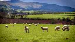 How British Summer Time will impact your auctions - ChannelX