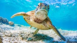Turtle navigation discovery 新发现：绿海龟辨别方向的方法