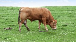 Using cow waste to fight climate change