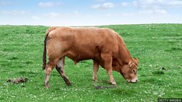 Using cow waste to fight climate change 利用牛粪对抗气候变化