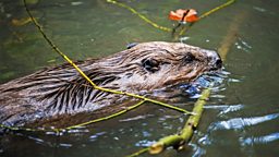 Can I trap and relocate problem beavers? in Massachusetts, Beaver