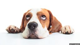 Dogs' eyes evolve to appeal to humans 研究发现：狗眼进化为吸引人的注意力