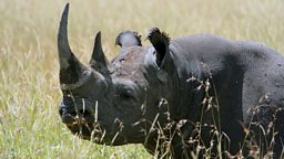 Rhinos taken back to Rwanda 