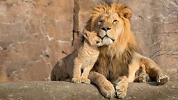 How Do Lions Grab Attention? They Roar Like Babies