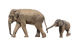 Baby elephant zoo trade banned