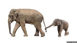 Baby elephant zoo trade banned 野生幼象禁止被卖给动物园