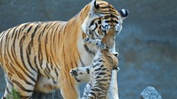 Tiger mother