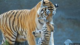 Tiger mother 虎妈