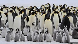 Greater protection for Emperor penguins called for 专家呼吁加强对南极帝企鹅的保护
