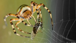 Spiders inspire double-sided sticky tape to heal wounds 以蜘蛛网为灵感的双面胶带可粘合伤口