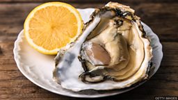 Oysters thrive in new home 牡蛎在新家茁壮成长