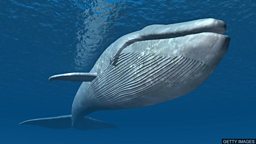 Blue whale numbers increase 南乔治亚岛蓝鲸数量有所增长