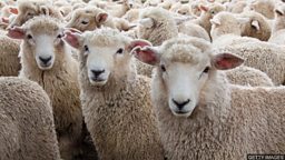 Sheeple 随大流的 “羊人”