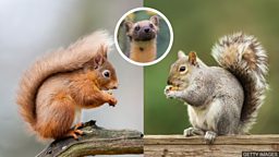 Red squirrels sniff out danger better than greys 红松鼠比灰松鼠更能嗅出危险