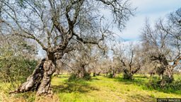 Deadly olive tree disease across Europe 'could cost billions' “橄榄树麻风病” 蔓延欧洲 可造成重大经济损失