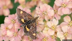 Nature crisis: Moths have 'secret role' as crucial pollinators 飞蛾作为传粉者 扮演着重要的 “秘密角色”