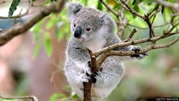 Koalas face extinction in New South Wales by 2050, report finds 一项报告发现到2050年考拉将在新南威尔士州灭绝 