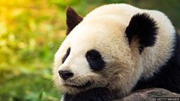 Other mammals lose out in panda conservation drive 大熊猫保护区内大型捕食动物数量下降