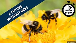 Is there a future without bees?