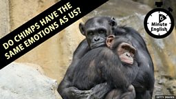 Do chimps have the same emotions as us?