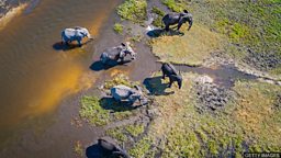 Botswana: Mystery elephant deaths caused by cyanobacteria 博茨瓦纳数百头大象离奇死亡 原因为水中蓝藻细菌