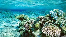 Great Barrier Reef has lost half of its corals since 1995 过去25年中大堡礁珊瑚数量下降超50%