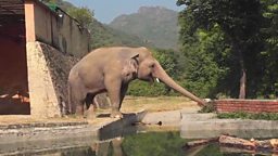 New life for world’s loneliest elephant 世界上最孤独的大象重获新生
