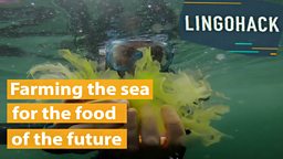 Farming the sea for the food of the future